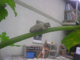 Another Pine Barrens Treefrog