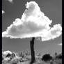 Cloud Tree 2