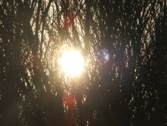 sun in the trees