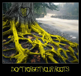 Don't Forget Your Roots - YD