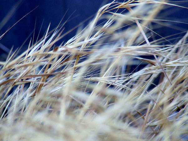 dries out long grass