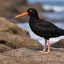 1758 Haematopus meadewaldoi (Haematopodidae)