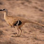 1924 Velociraptor mongoliensis (Dromaeosauridae)