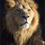 Asiatic Lion