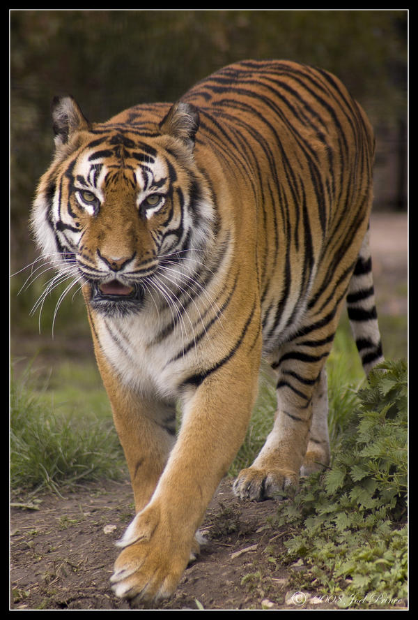 Prowling Tiger by Prince-Photography on DeviantArt