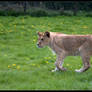 Lion Cub