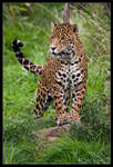 Jaguar 01-98 by Prince-Photography