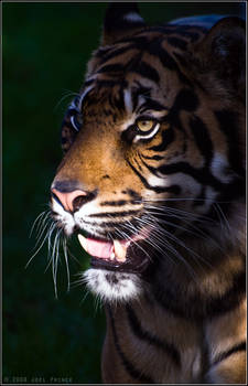 Sumatran Tiger 22-118