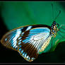 Butterfly 28-128