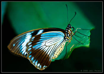 Butterfly 28-128