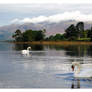 Derwent Water Swans 60-109