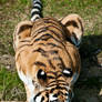Amur Tiger 106-11-11