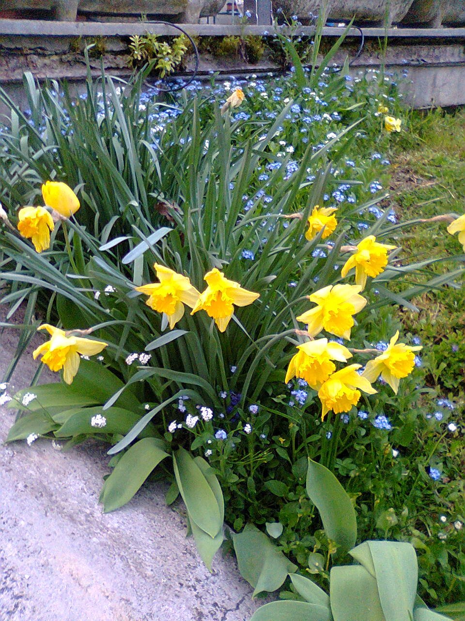 Yellow Daffodils - Giunchiglie gialle