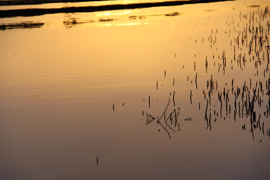 Growing from Water