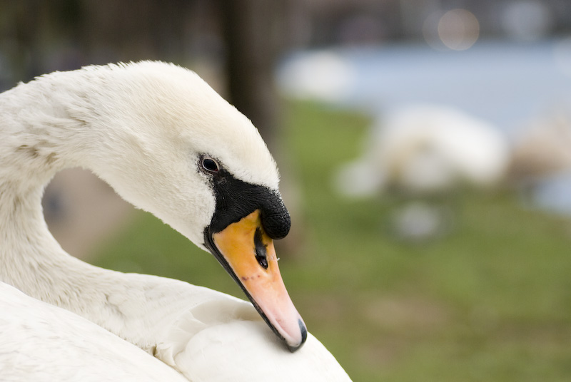 Swans 2