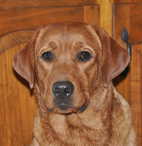 Fox red lab-adult by SteveIrwinFan96 on DeviantArt