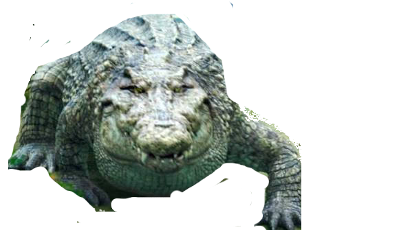 Croczilla Deviantart Croczilla by SteveIrwinFan96 on DeviantArt