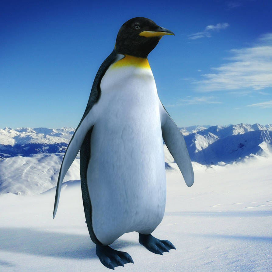 Пингвин 3 6. Пингвин Перегрин. Гренландский Пингвин. Красивый Пингвин. Полярный Пингвин.