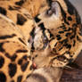 Clouded Leopard