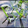 Water with grass