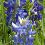 Bluebonnet closeup