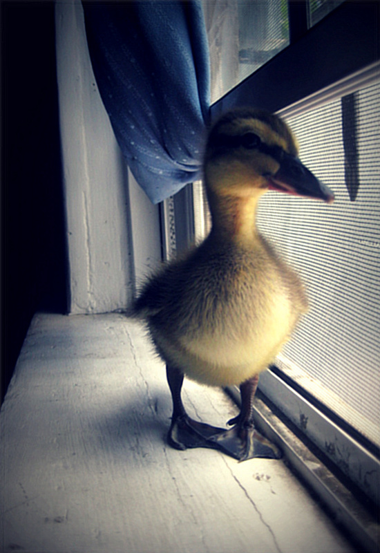 pato by lilidieg on DeviantArt