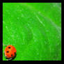 Ladybird