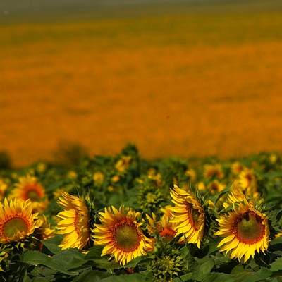 sunflowers