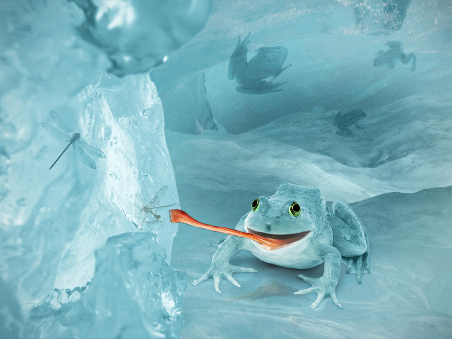 Frog in Ice