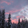 Pink Coloured Winter