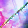 Dew