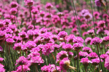 Armeria Maritima