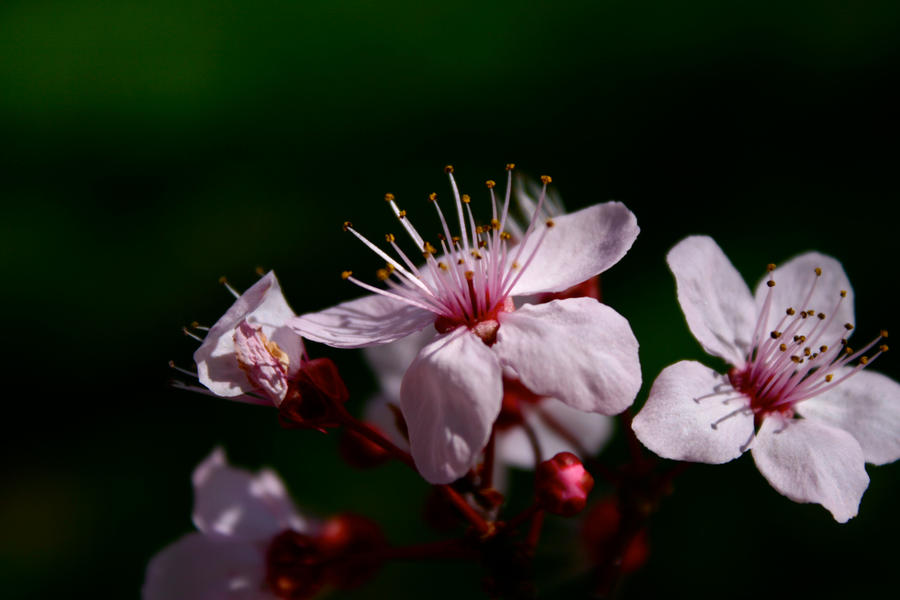 Cherry Blossoms