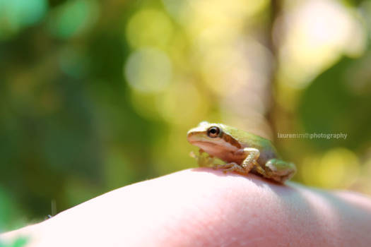 Tree Frog