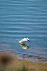 Lesser Egret