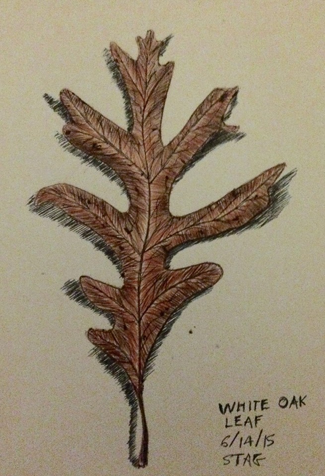 White Oak Leaf