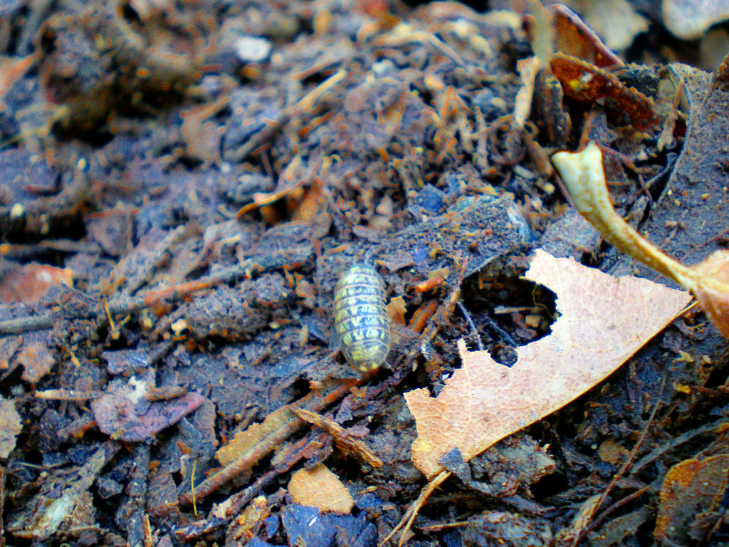 Rolly Polly by L-Ashley17 on DeviantArt