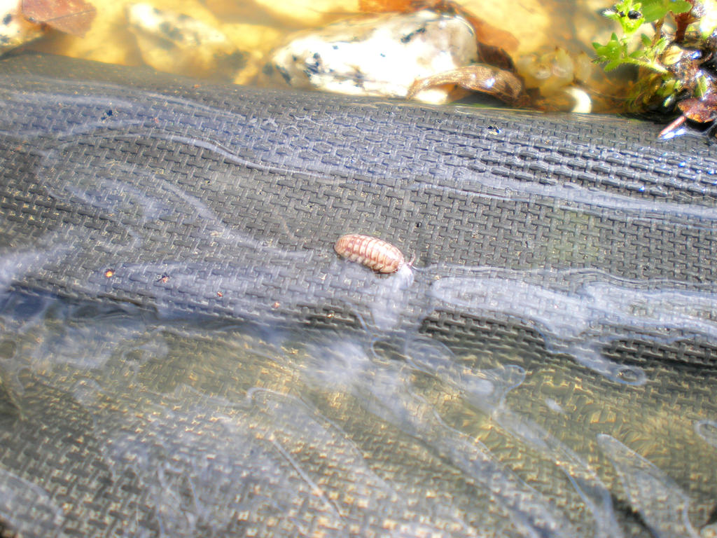 Rolly Polly Water Walk by L-Ashley17 on DeviantArt