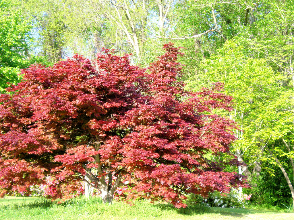 Custom Red Tree Red Tree by L-Ashley17 on DeviantArt