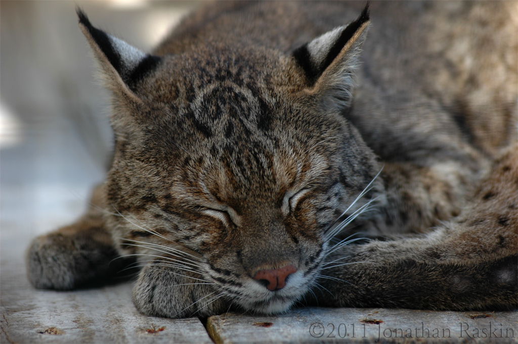 Bobcat 1