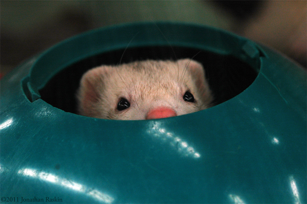 Whack-A-Ferret by JonShotFirst Whack-A-Ferret by JonShotFirst