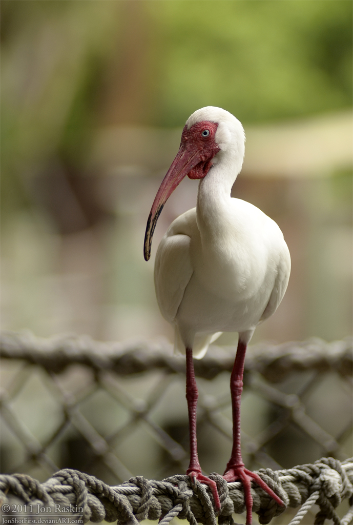 Perched Ibis