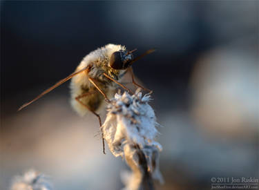 Bee Fly