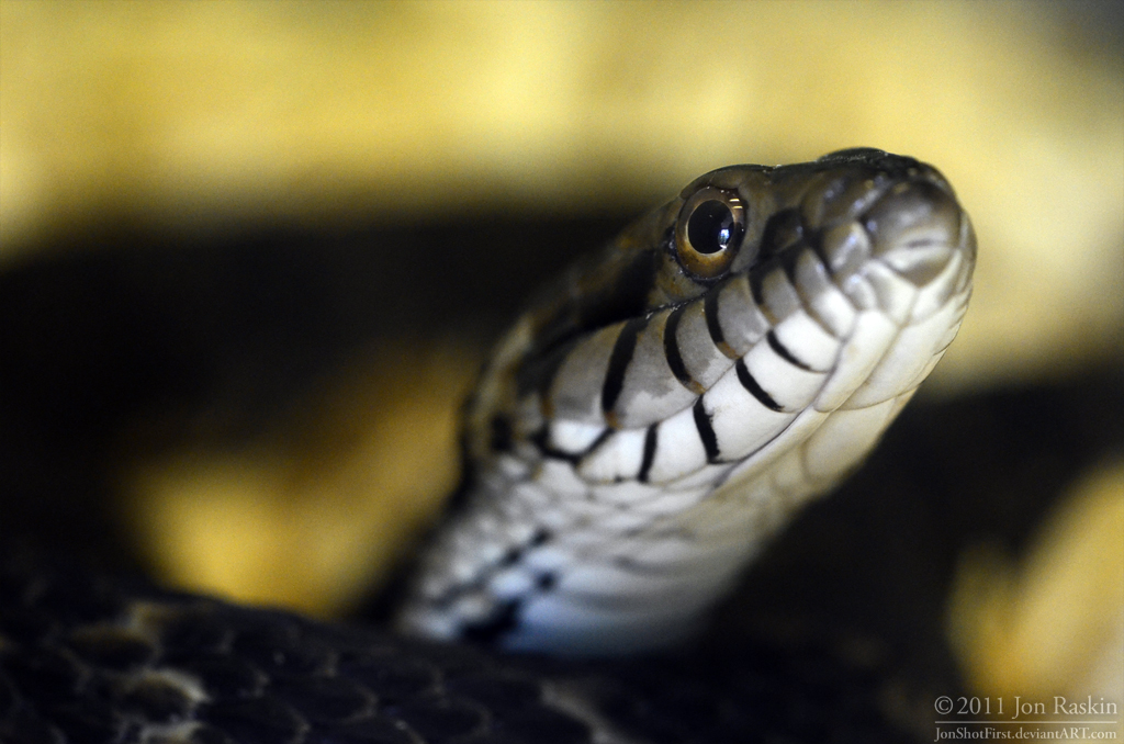 Florida Water Snake