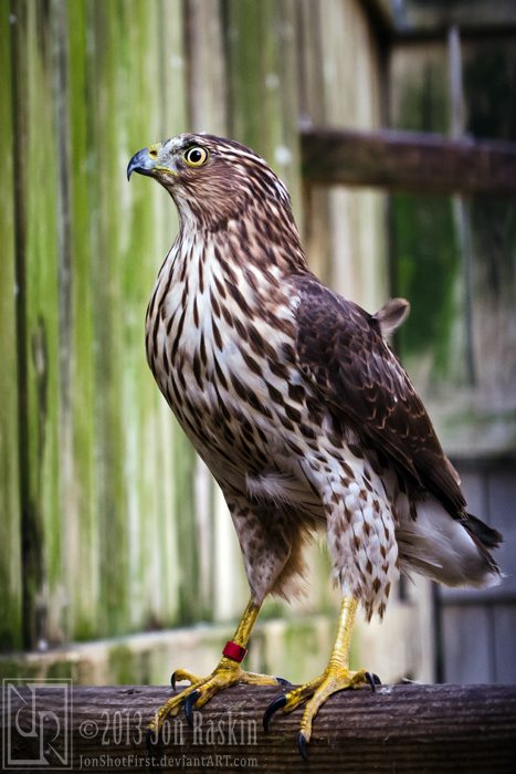 Hangin' with Mr. Cooper's Hawk II