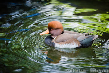 Red-Crested Pochard