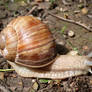 Snail