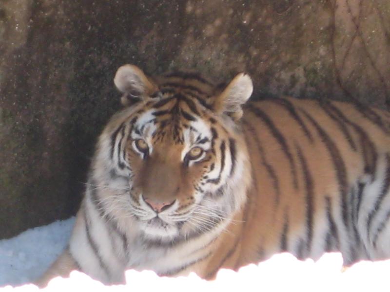 Siberian Tiger