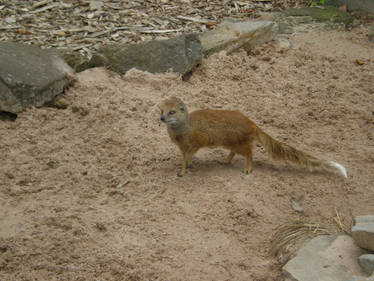 Mongoose stock 1