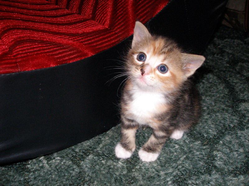 kitten 2